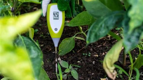 custom zz plant moisture meter|when to water zz plant.